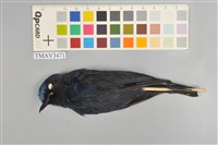 藏品(白尾鴝)的圖片